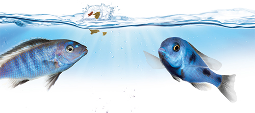 Juwel SmartFeed Mangiatoia automatica distributore di cibo premium