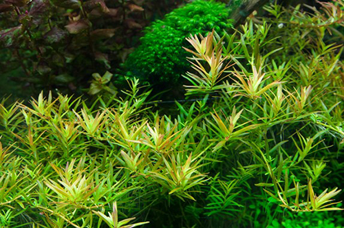 Tropica 1•2•Grow! Rotala 'Vietnam H'ra