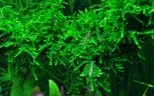 Tropica 1•2•Grow! Vesicularia Ferriei "Weeping"