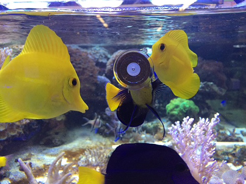 Vitalis (ex New Era) Marine Grazer mini Mangime da appendere 110gr