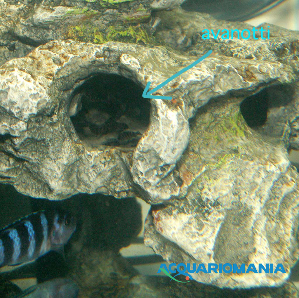 Europet Bernina Roccia Combo Resina Media 22.8x18.5x15.5h cm