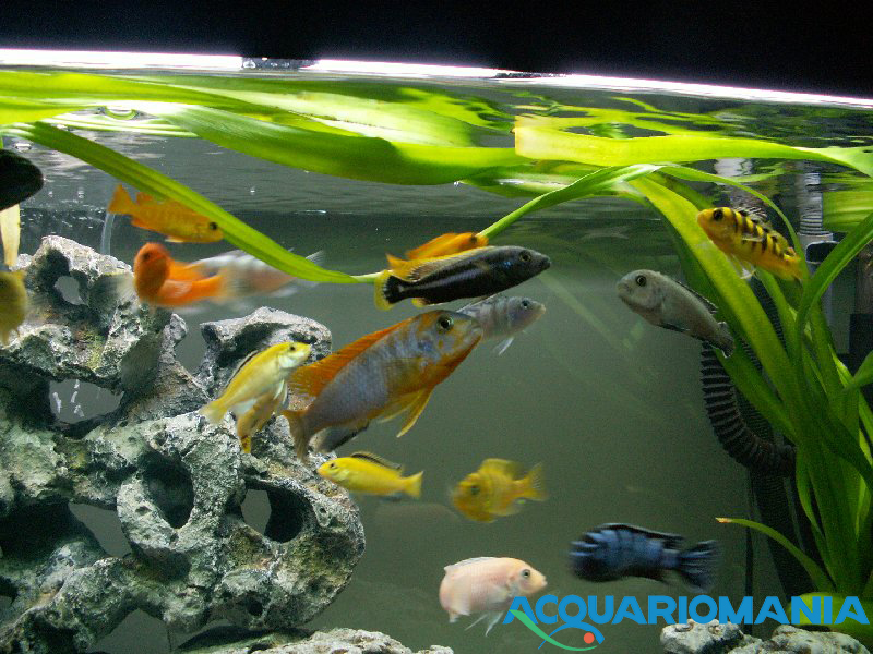 Europet Bernina Roccia Combo Resina Grande 29.5x26x9h cm