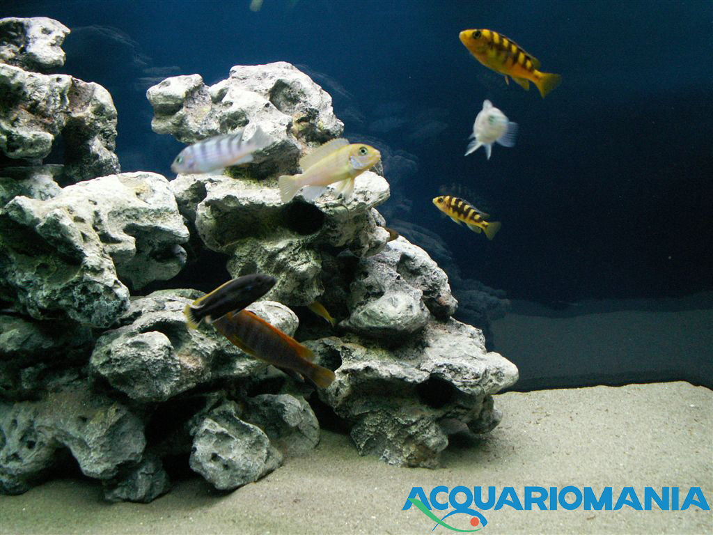 Europet Bernina Roccia Combo Resina Grande 29.5x26x9h cm