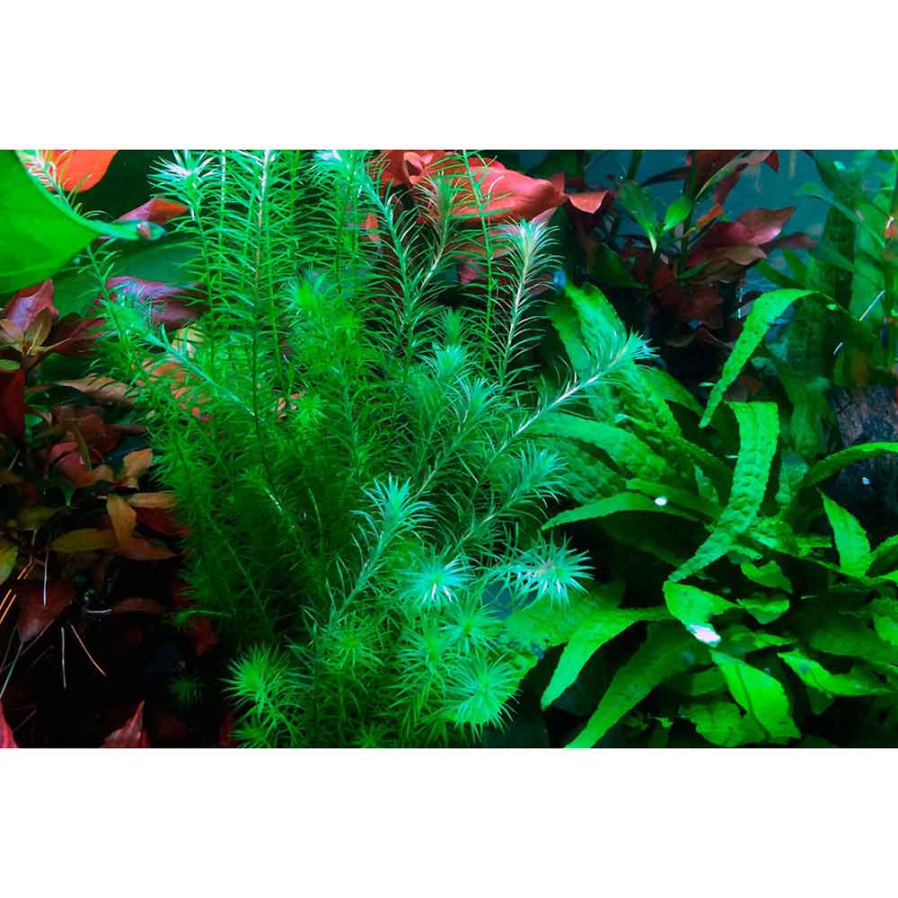 Tropica Mayaca fluviatilis in mazzetto
