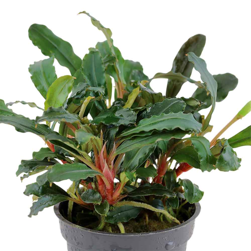 Tropica Bucephalandra sp. 'Red'