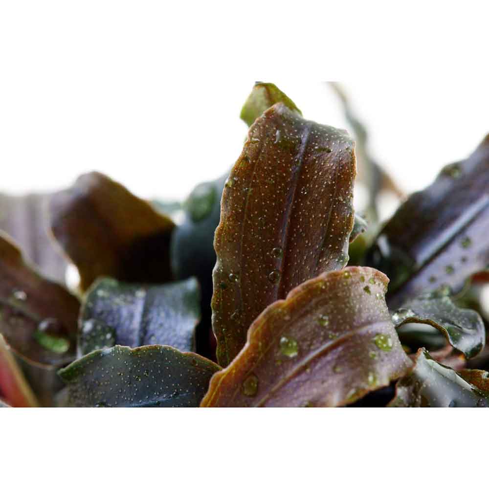 Tropica Bucephalandra 'Kedagang'