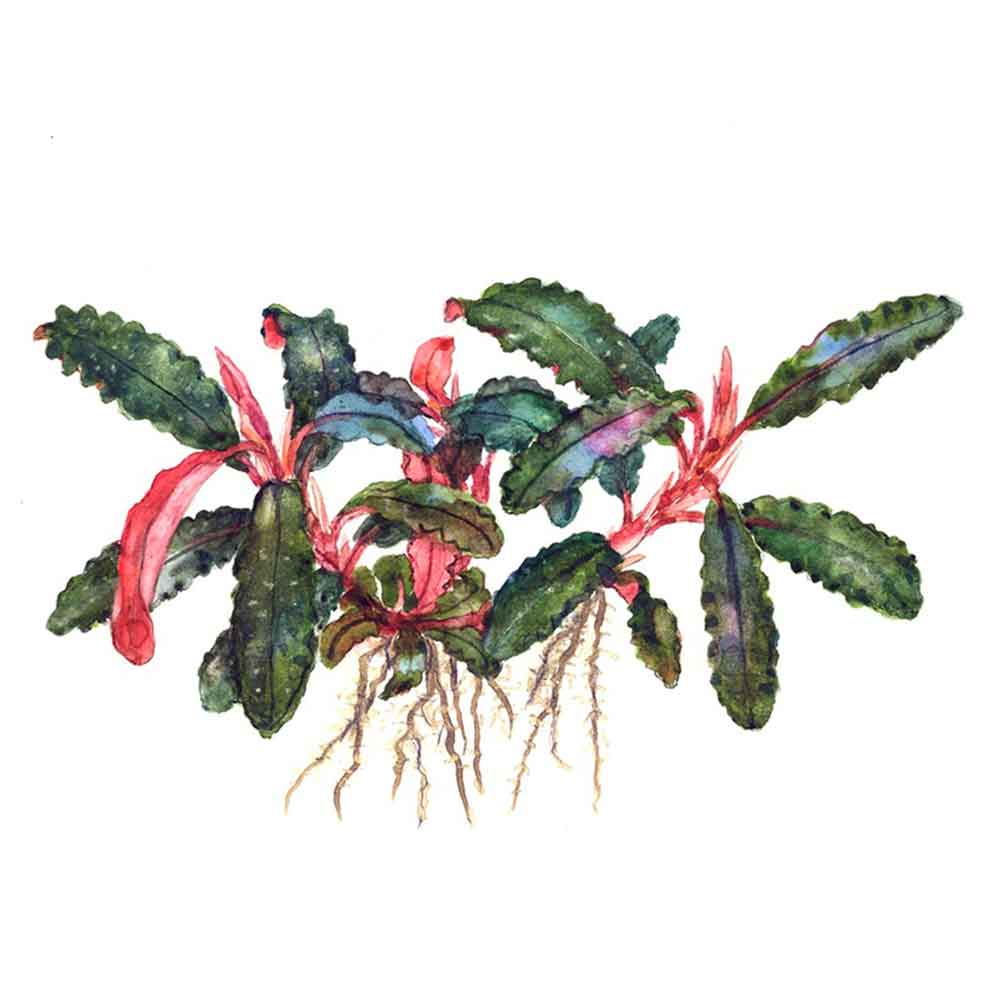 Tropica Bucephalandra 'Kedagang'