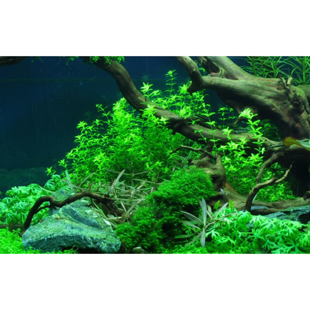 Tropica 1•2•Grow! Hemianthus micranthemoides