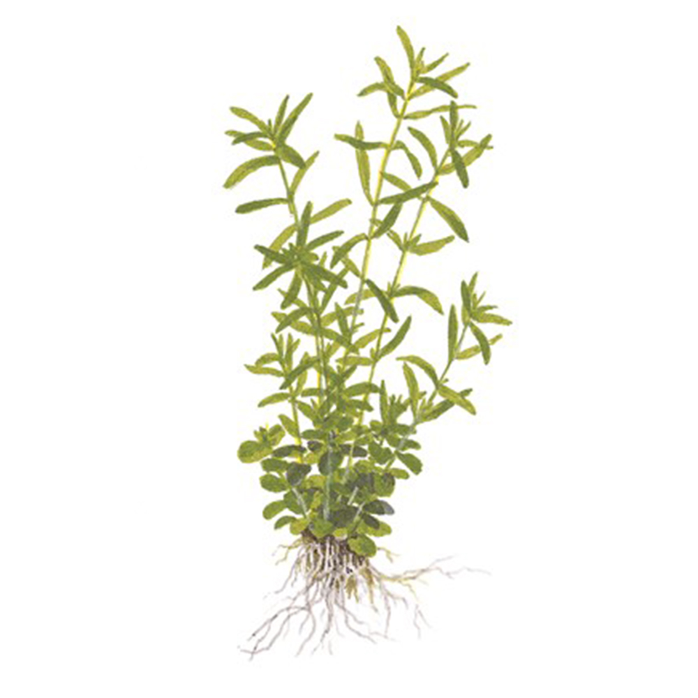 Tropica 1•2•Grow! Rotala Rotundifolia "Green"