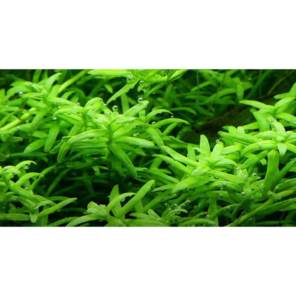 Tropica 1•2•Grow! Rotala Rotundifolia "Green"