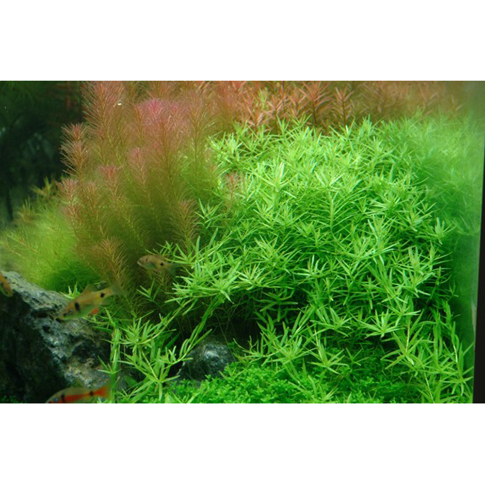 Tropica 1•2•Grow! Rotala Rotundifolia "Green"