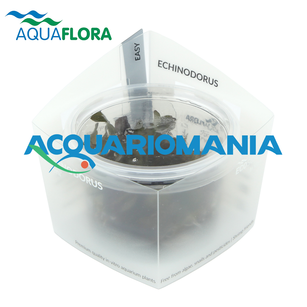 Aquaflora Alternanthera Reineikii "Mini" in Vitro Cup (copia)