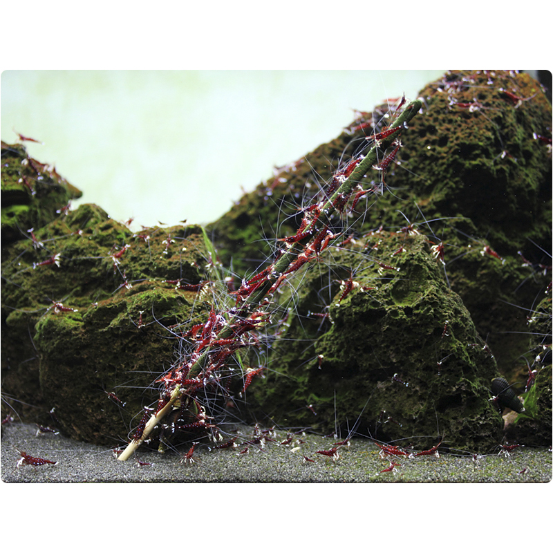 GlasGarten Shrimp Lollies Artemia Power 8 Stick