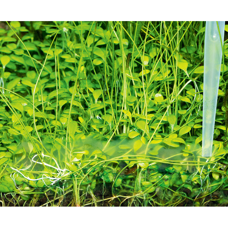 Ada Phyton Git SOL 100ml