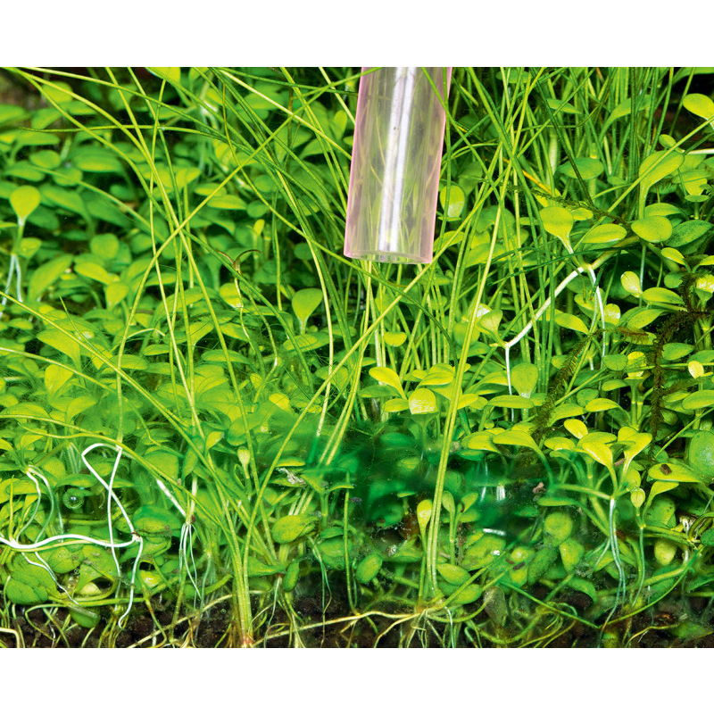 Ada Phyton Git SOL 100ml