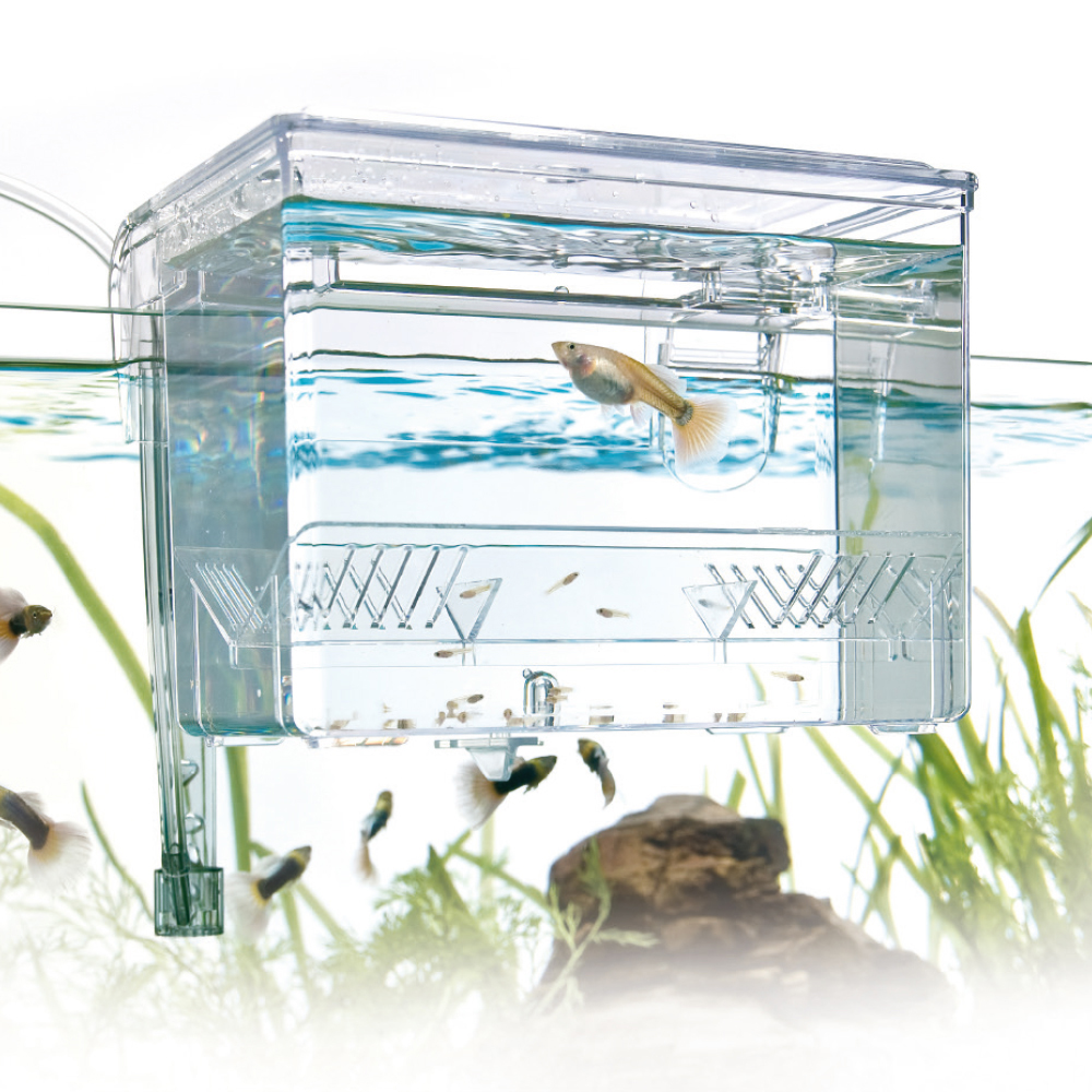 Amtra Sala parto esterna con ricircolo acqua 1.5 Litri