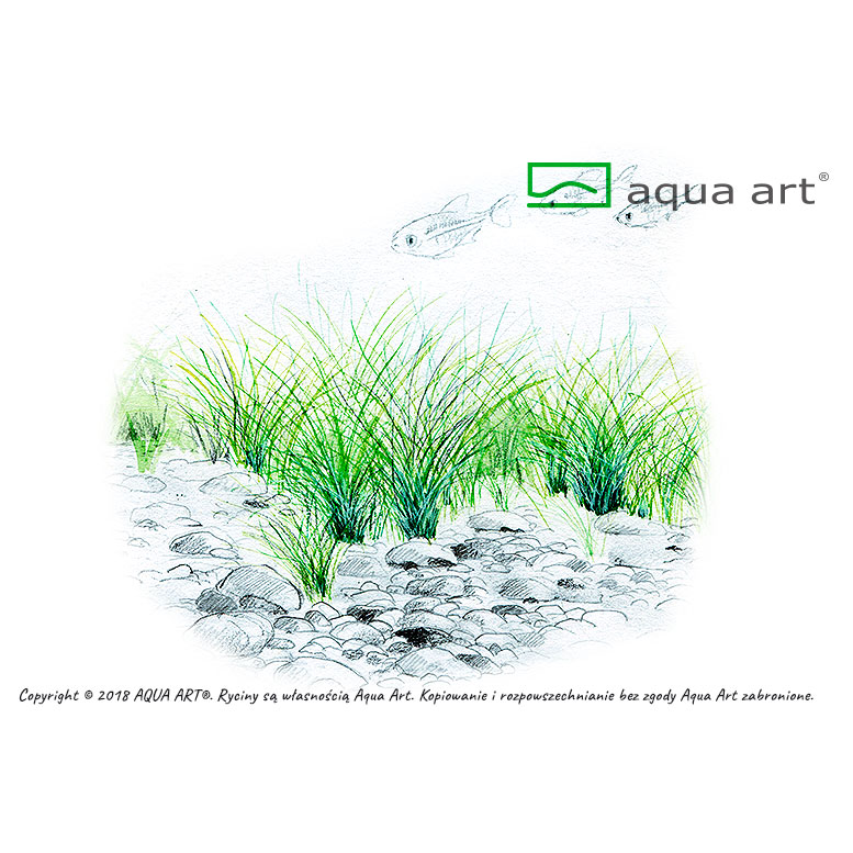 Aqua Art Eleocharis parvula in Vitro Cup