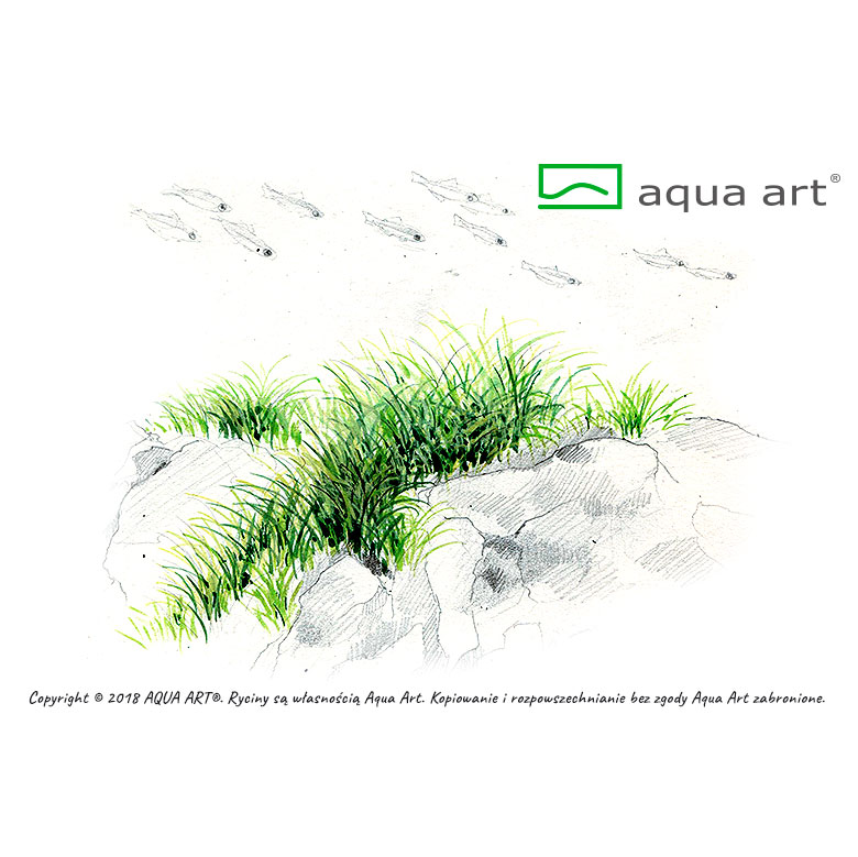 Aqua Art Eleocharis pusilla in Vitro Cup