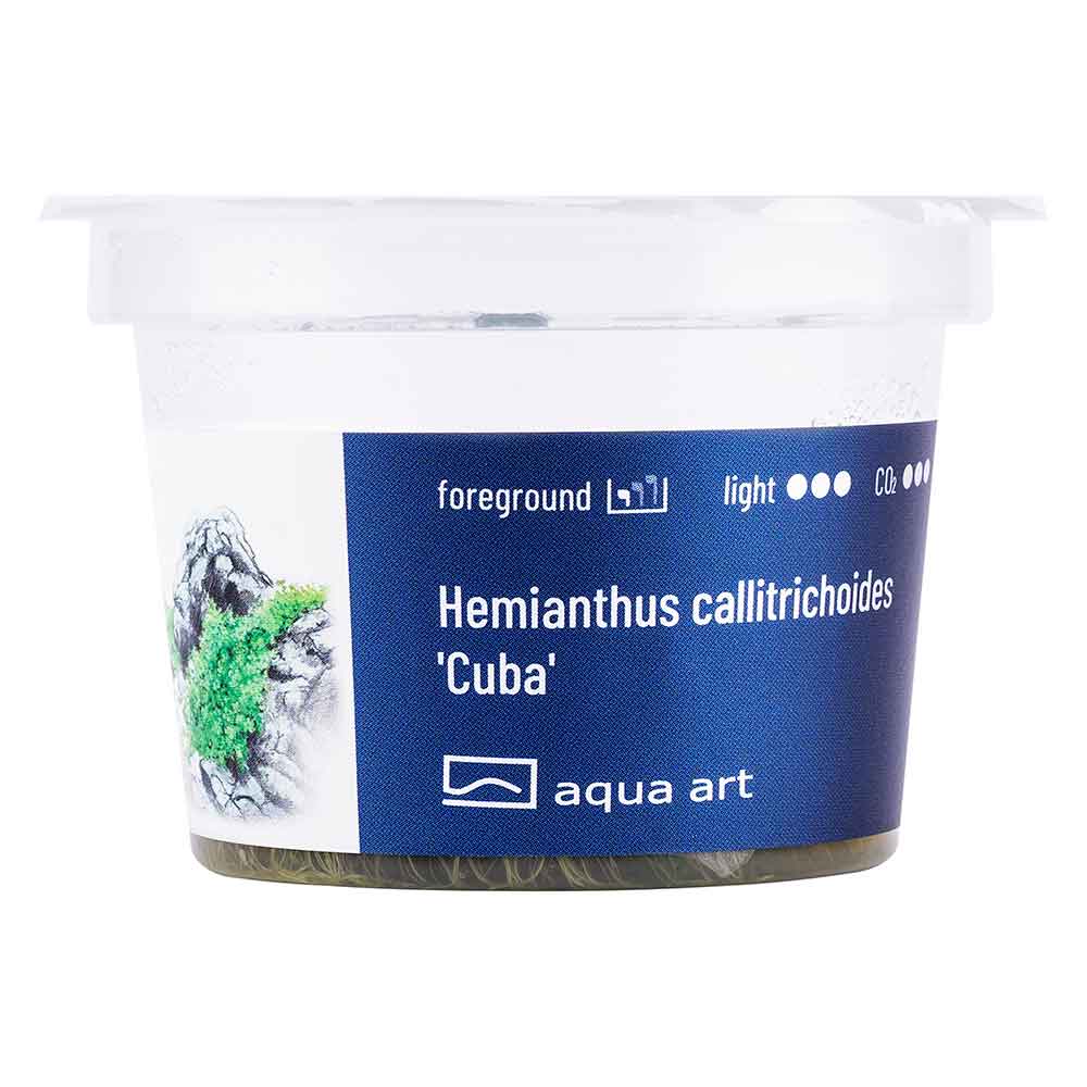 Aqua Art Eleocharis acicularis "Mini" in Vitro Cup