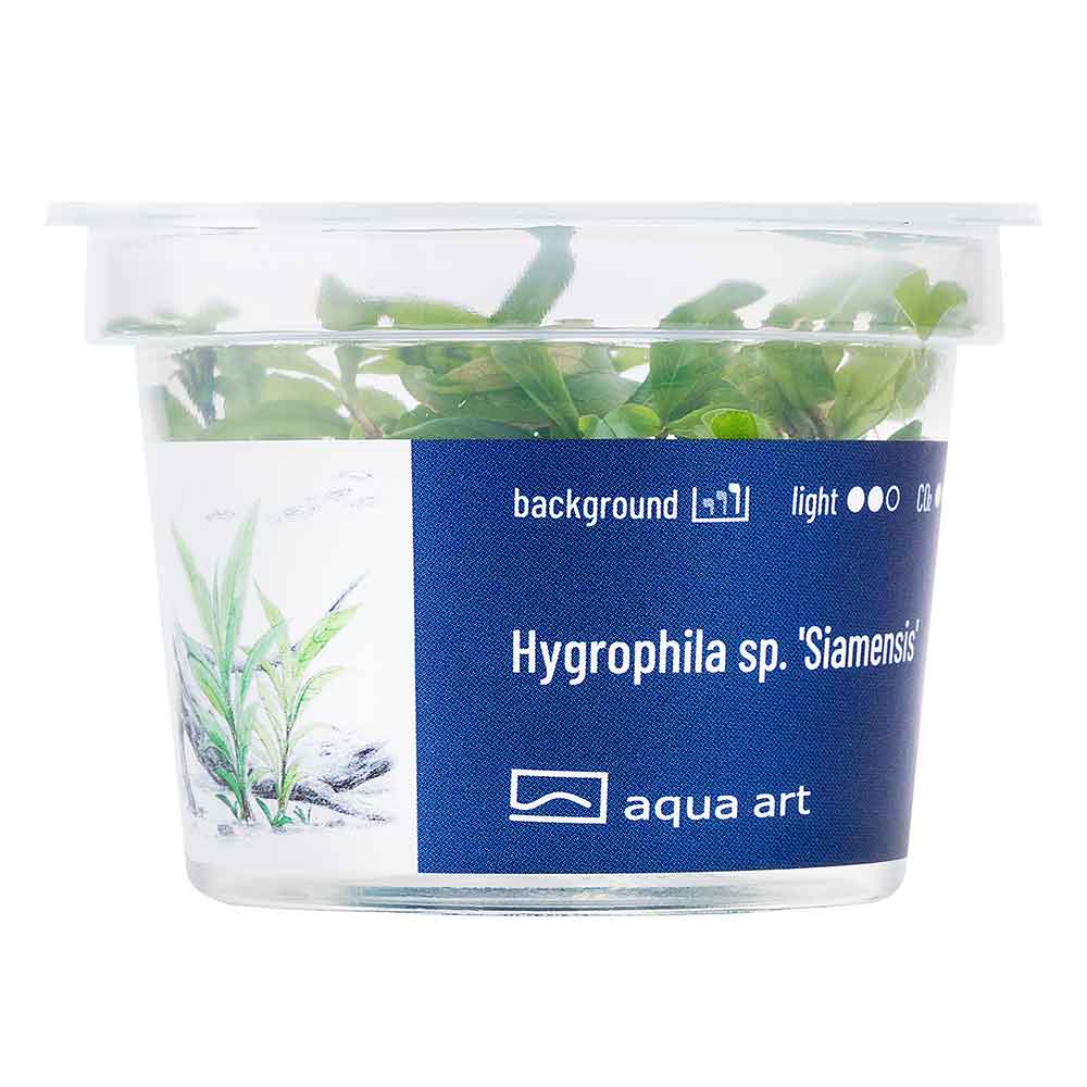 Aqua Art Hygrophila sp. "Siamensis" in Vitro Cup