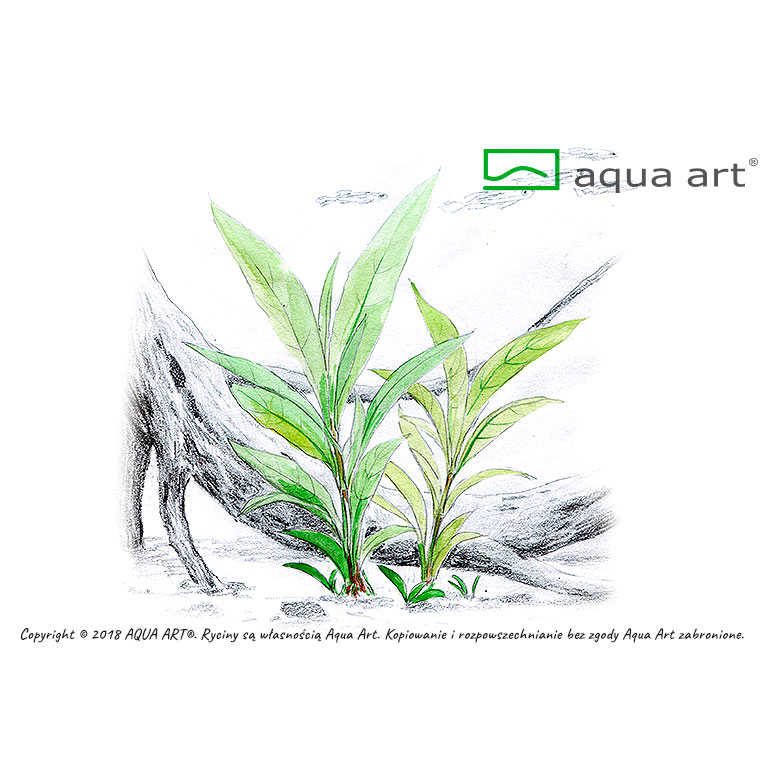Aqua Art Hygrophila sp. "Siamensis" in Vitro Cup