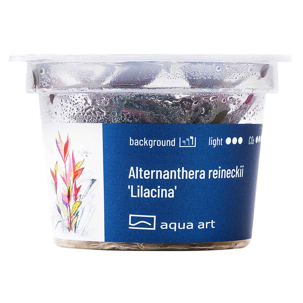 Aqua Art Alternanthera reineckii "Lilacina" in Vitro Cup