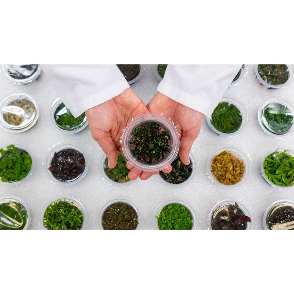 Aqua Art Ludwigia brevipes in Vitro Cup