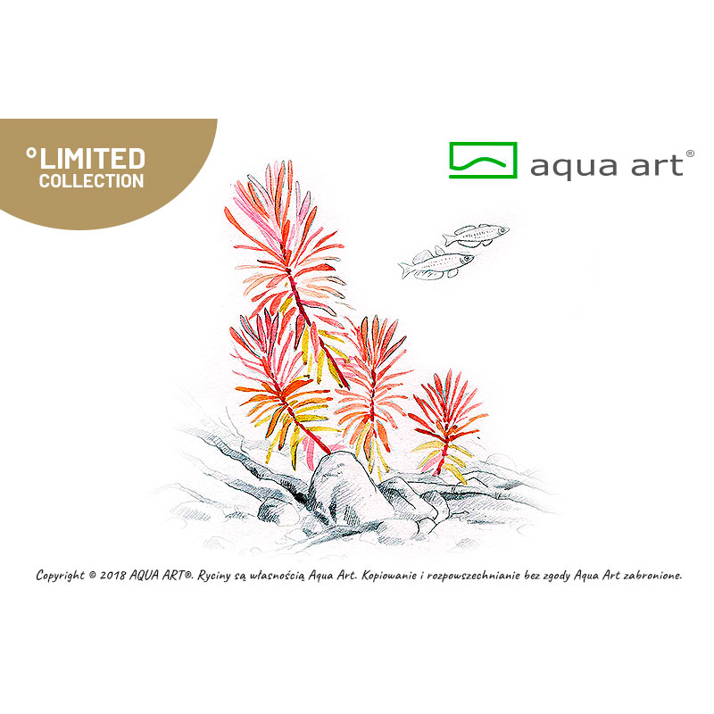 Aqua Art Nesea sp. "Gold" in Vitro Cup