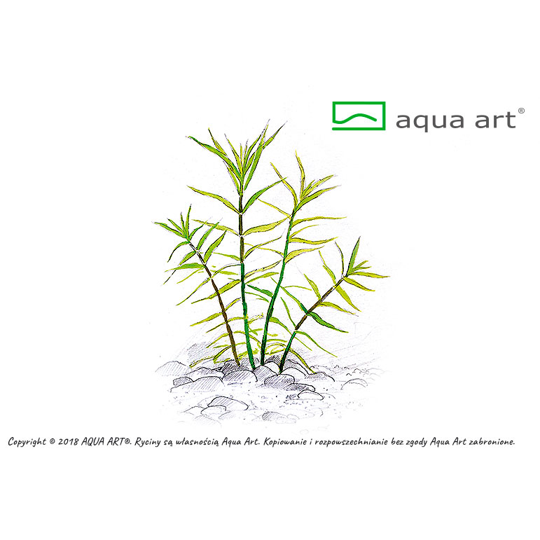 Aqua Art Pogostemon yatabeanus in Vitro Cup