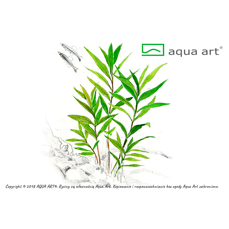 Aqua Art Hygrophila corymbosa 'Thailand' in Vitro Cup
