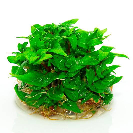 Aqua Art Staurogyne repens in Vitro Cup