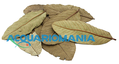 Ziss Aqua Guave Guava in Foglie 6-10cm circa 15pz