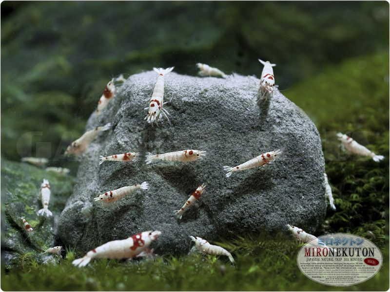 Mironekuton Pulver Integratore minerale per gamberetti ricarica da 300gr