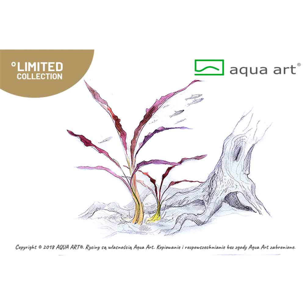 Aqua Art Cryptocoryne spiralis "Red" in Vitro Cup