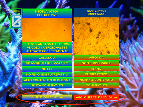 Planctontech Fitoamin Fitoplancton Vivo arricchito con Aminoacidi, Vitamine e Oligoelementi in bottiglietta 1 litro