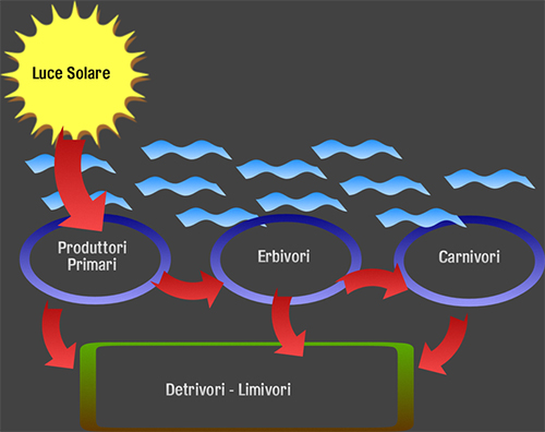 Planctontech Fitoamin Fitoplancton Vivo arricchito con Aminoacidi, Vitamine e Oligoelementi in bottiglietta 5l