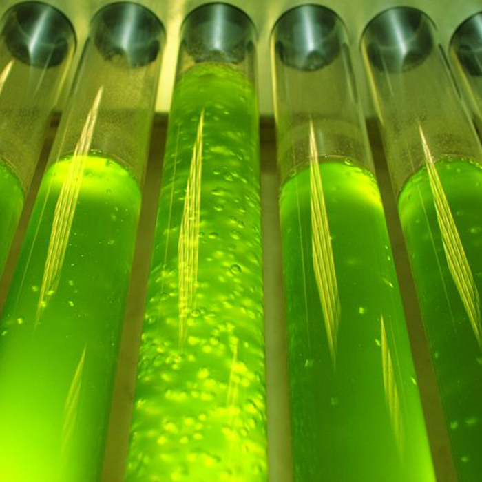 Planctontech Spirulex Fitoplancton Vivo con Spirulina Super Forte e aminoacidi in bottiglietta 5000ml