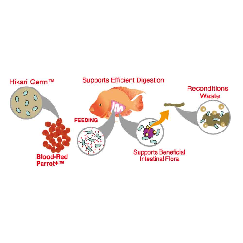 Hikari Blood Red Parrot  mini pellet alimento con peperoncino 333g