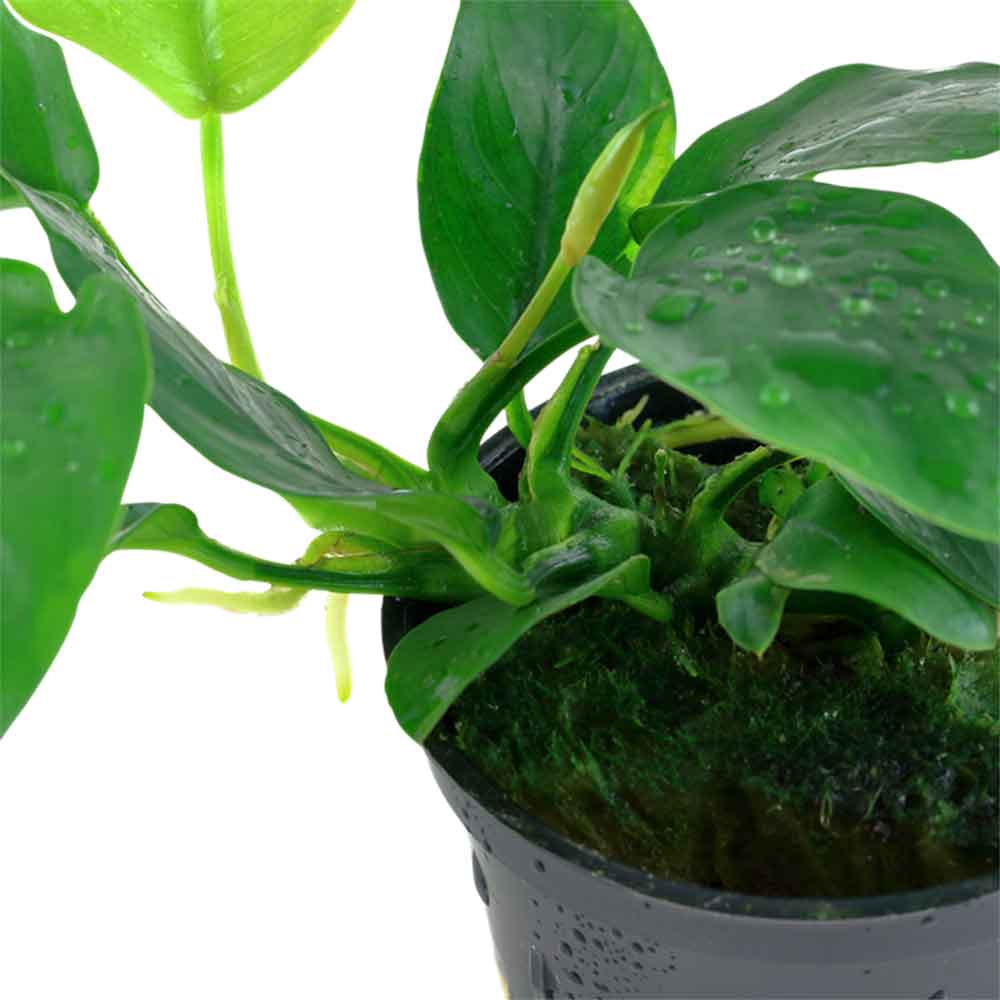 Tropica Anubias Barteri Nana in vasetto