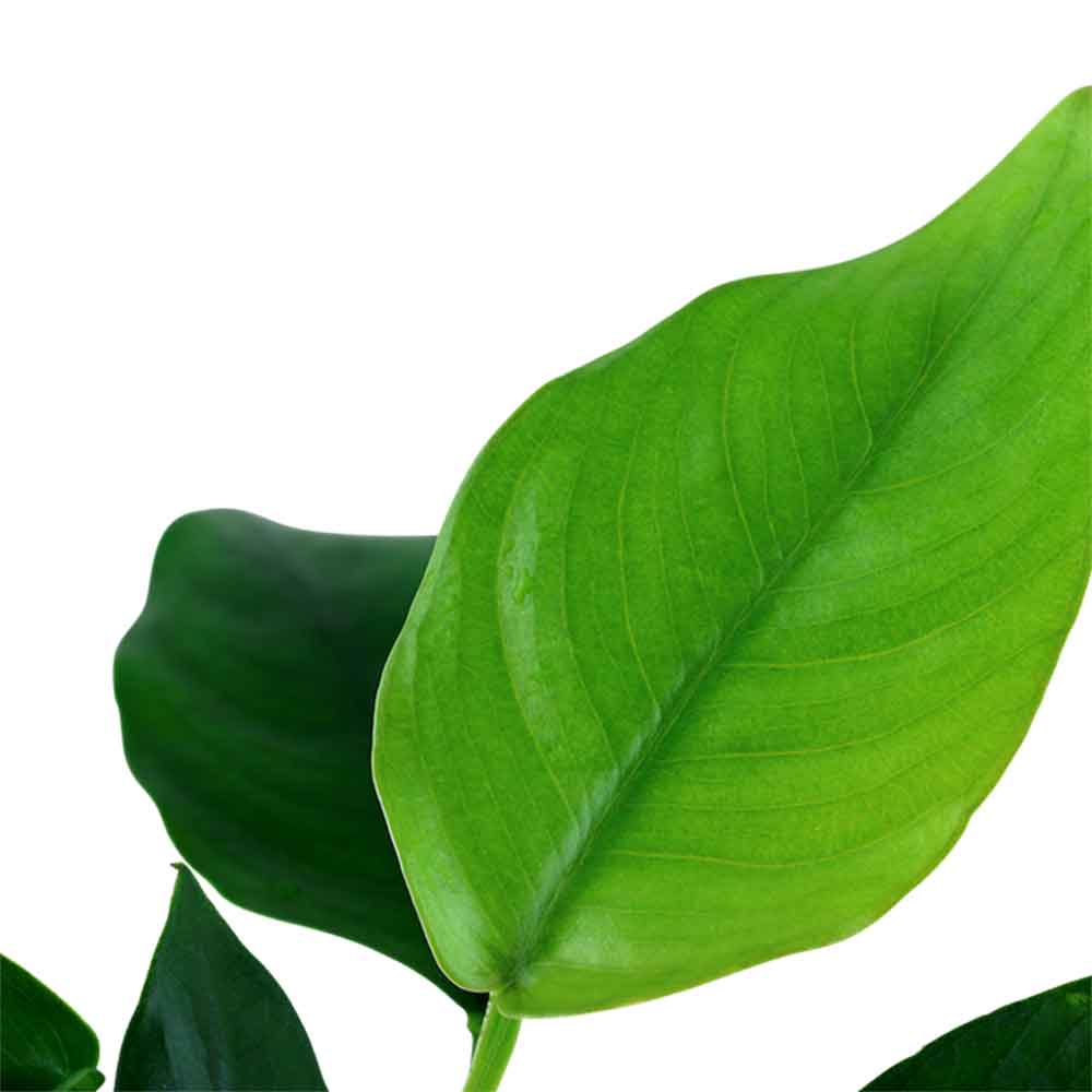 Tropica Anubias Barteri Nana in vasetto