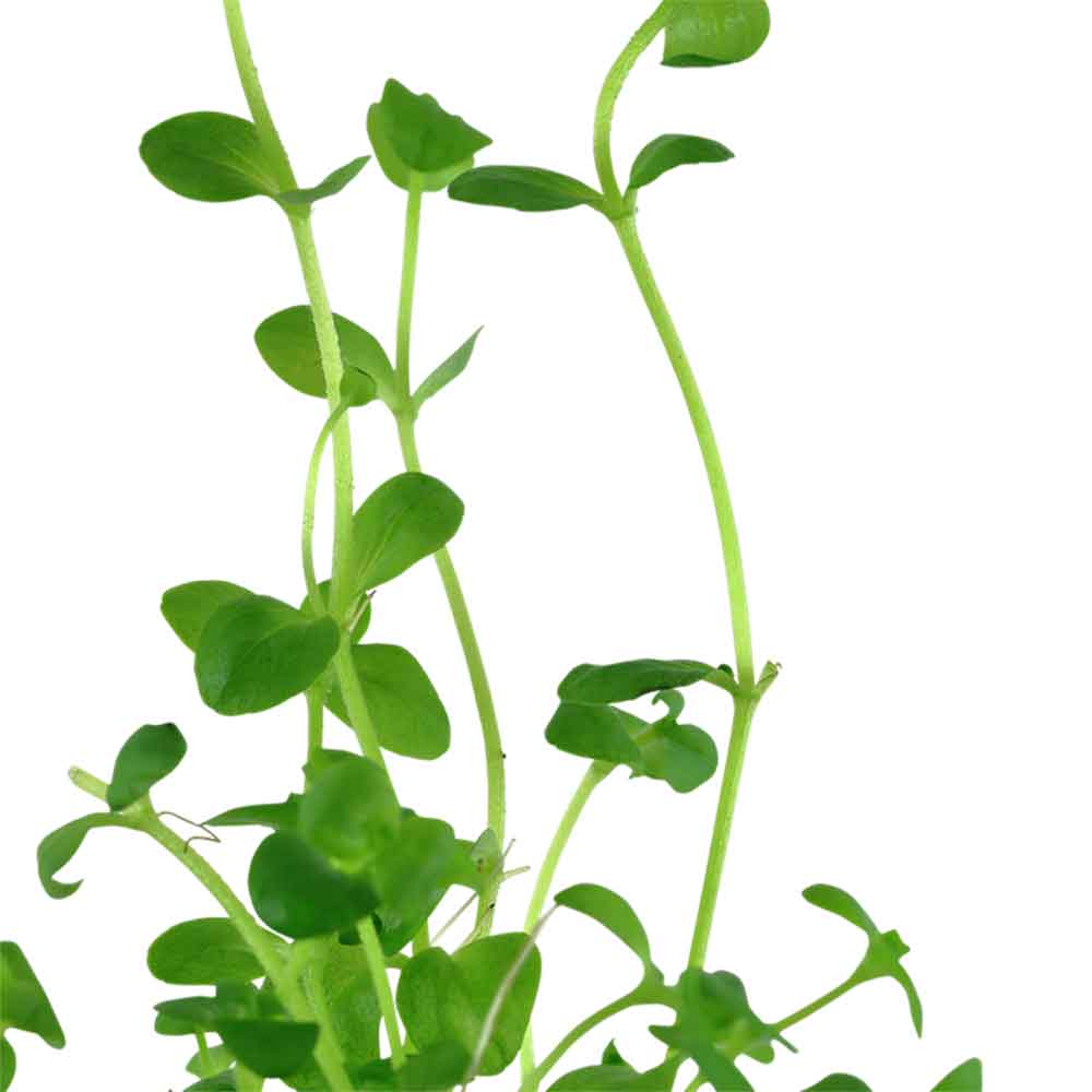 Tropica Bacopa Australis in vasetto