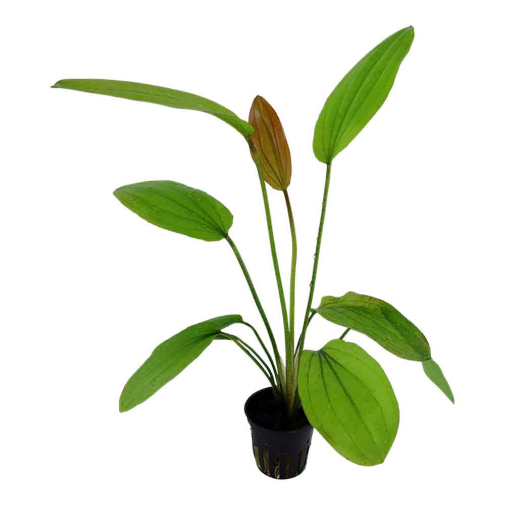 Tropica Echinodorus "Rosè" in vasetto