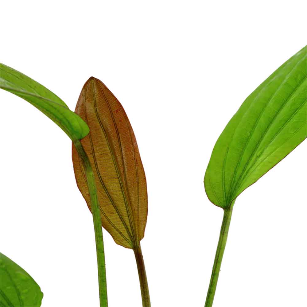 Tropica Echinodorus "Rosè" in vasetto