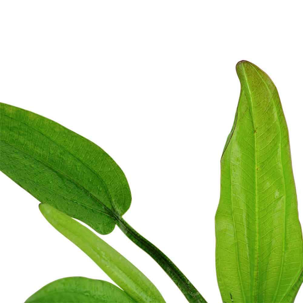 Tropica Echinodorus Cordifolius sp. fluitans in vasetto
