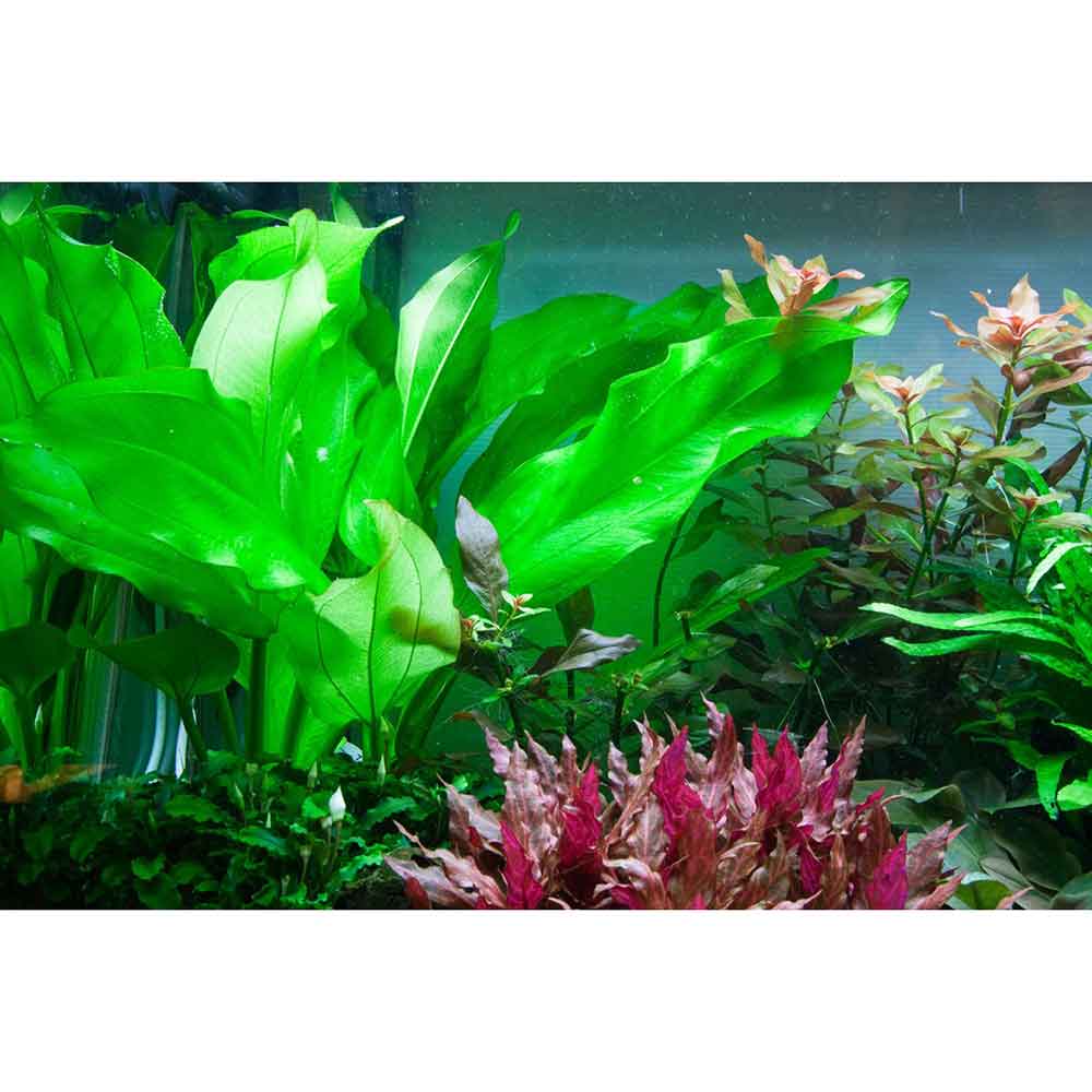 Tropica Echinodorus Cordifolius sp. fluitans in vasetto