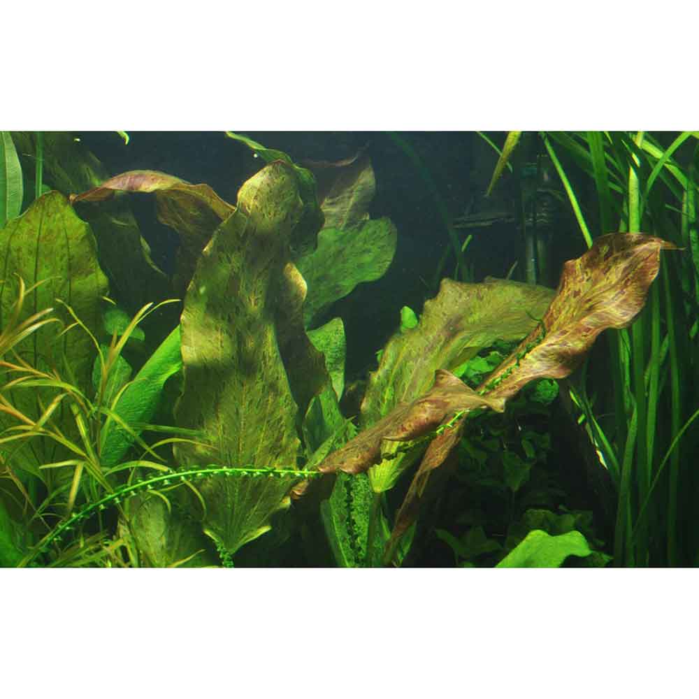 Tropica Echinodorus ’Ozelot’  in vasetto