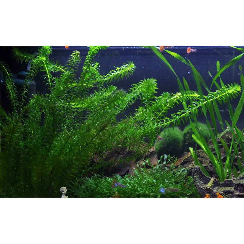 Tropica Egeria Densa in mazzetto