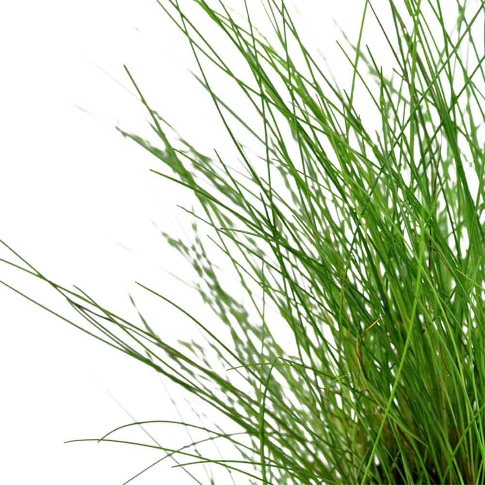 Tropica Eleocharis "Parvula" in vasetto