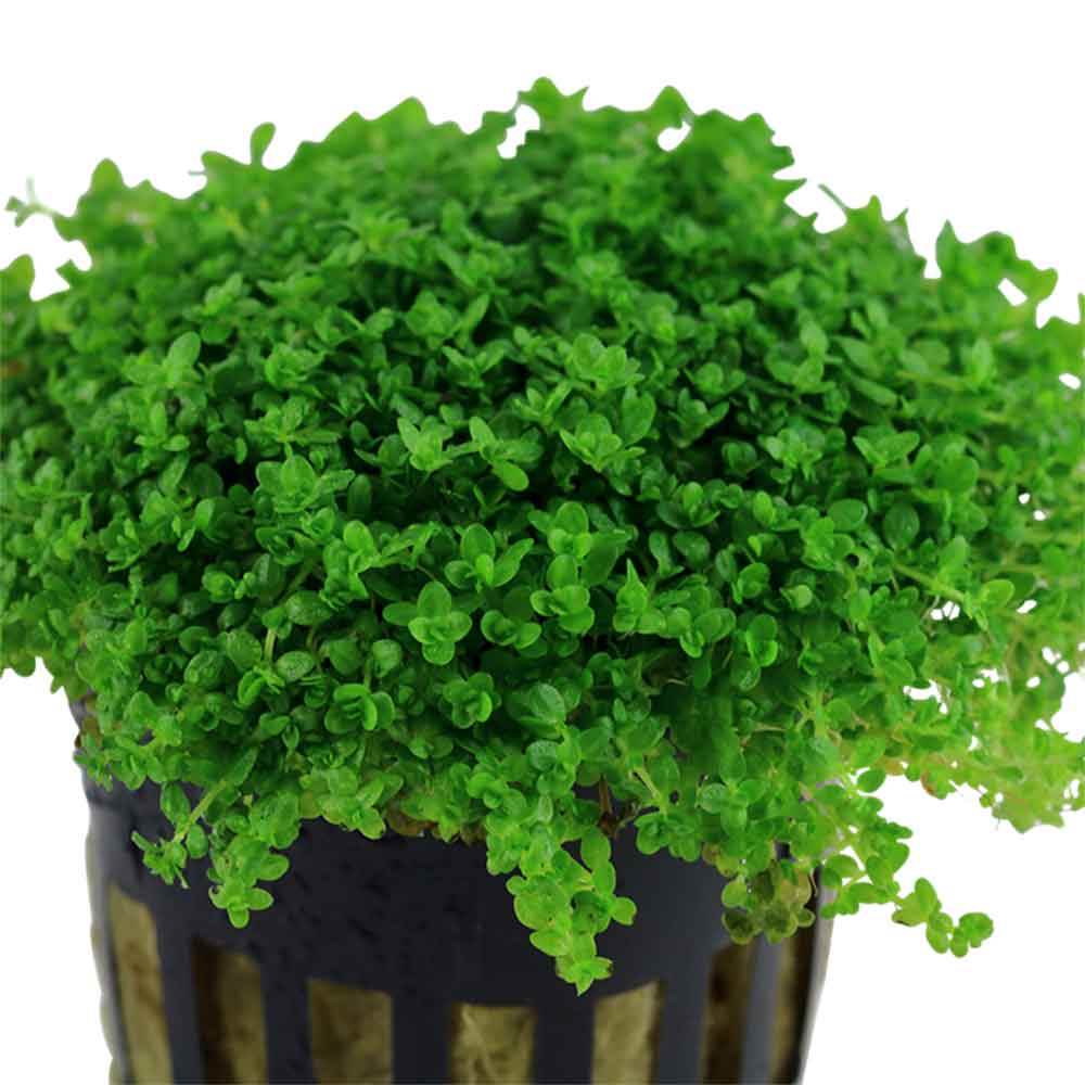 Tropica Hemianthus Callitrichoides "Cuba" in vasetto