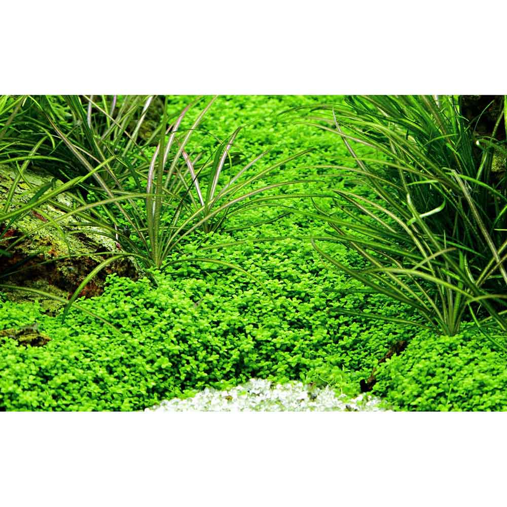 Tropica Hemianthus Callitrichoides "Cuba" in vasetto